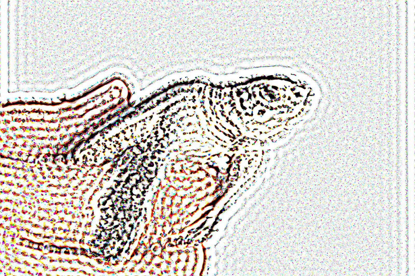 A shimmering print of clashing color fringes that hides a sea turtle, revealed when seen with a blurry eye.